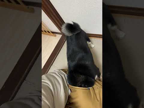 カツアゲしてくる犬 #柴犬