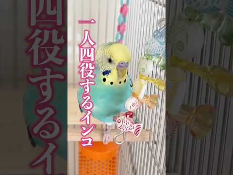 【声色チェンジ】一人四役するインコのおしゃべり