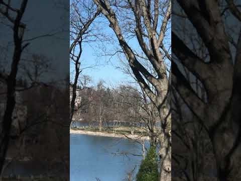 Bald Eagle sighting