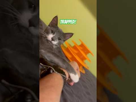 I got trapped by Pierre The Cat 🙀