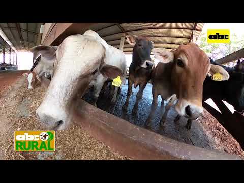 ABC Rural: Resultados del engorde de ganado en confinamiento bajo techo