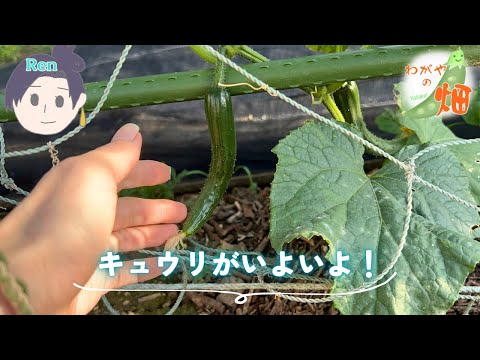 キュウリがそろそろ収穫!