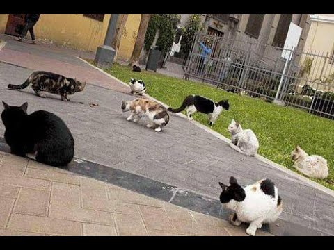 La Victoria: Desalmados envenenan a gatitos y perritos de la calle y nadie sabe por qué