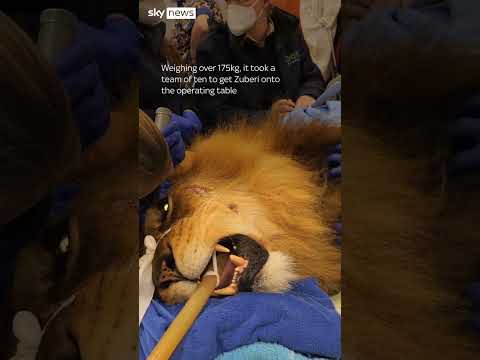 Aussie lion's 'un-fur-gettable' trip to the dentist