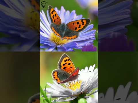 #Fluturii care își schumbă culorile în funcție de temperatură - #SECRETELE FLUTURILOR - Ep 07