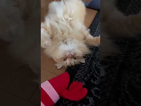 猫の開きが落ちてました