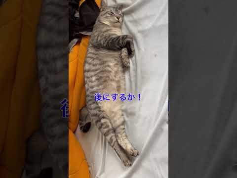大好きな爺の布団の温もりで爆睡するぴな#熟睡する猫#保護猫#多頭飼い
