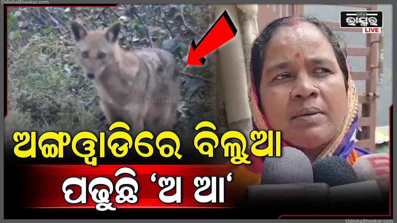 ଅଙ୍ଗନବାଡିରେ ପିଲା ଖାଉଥିବା ସମୟରେ ଆସିଗଲା ପାଗଳ ବିଲୁଆ..ଡରରେ ତାଟି କବାଟ ପକାଇ ଦୌଡିଲେ ଲୋକେ