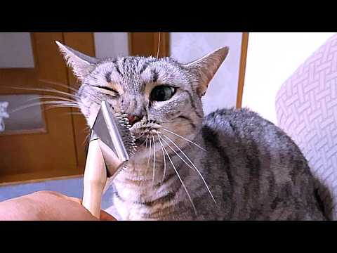 顔を整えることに専念している短足猫ルナ