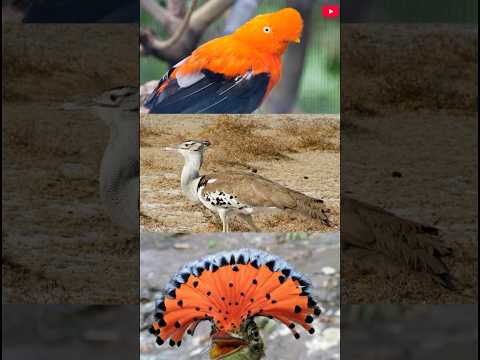 3 Super Beautiful Birds You Have Never Seen Before - Part 2 👀