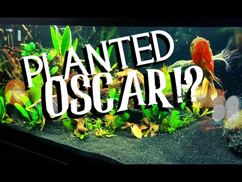 75 Planted Oscar-scape | Part 2 - Success! So the original planted Oscar tank got taken over by community fish that ended up eating all the pla