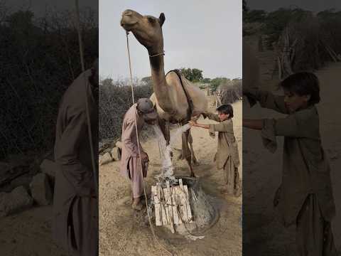 Two boys pouring water from a camel's hump into a well.
