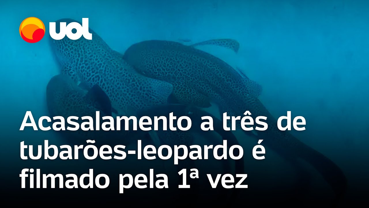 Tubarões leopardo são flagrados em acasalamento a três espécie está em risco de extinção vídeo