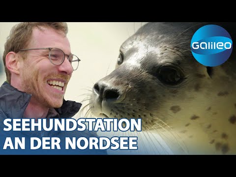 1 Tag auf der Seehundstation - So werden zurückgelassene Jungtiere wieder fit | Galileo