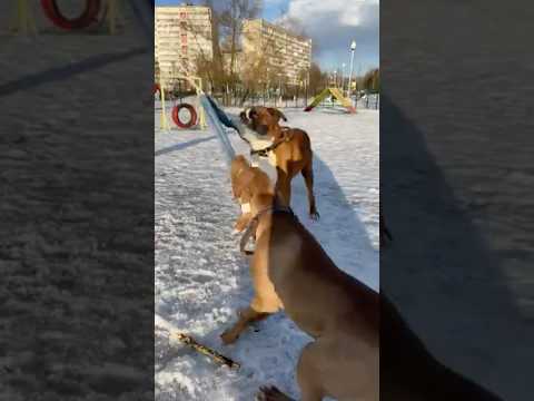 Питбуль vs  боксёр  #питбульджина #pitbull #суперсобака