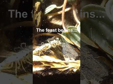 Insects eating a fish #insects #isopods #terrarium It's always fascinating to see my isopod colony munch away the things that I give them. In this vide