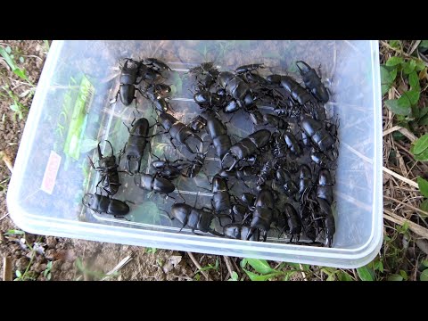 壱岐でヤバい昆虫大量捕獲してみたｗｗｗ