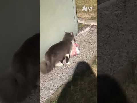Can't believe he got away ๐น #afv #funny #cats #shorts