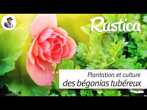 Plantation et culture des bégonias tubéreux