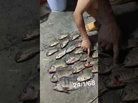 ส่งงาน24168ตกปลาหน้าดินfish