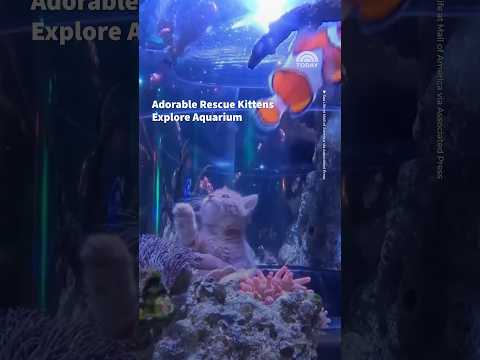 Adorable Rescue Kittens Explore Aquarium