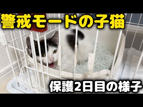 【子猫保護】緊急保護した子猫の威嚇からの変貌ぶりがこちら…