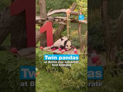 Twin giant pandas at Berlin zoo celebrate first birthday • FRANCE 24 English