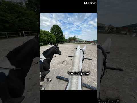 😅😅😅 #horse #horsetraining