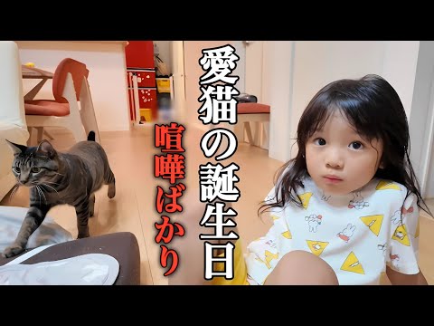 【保護猫】ねこのプレゼントぶち投げて寝るまで喧嘩する双子【たらこ3姉妹】