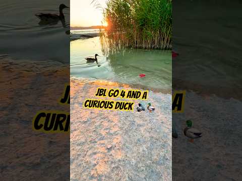 Duck Came for the Music 😌