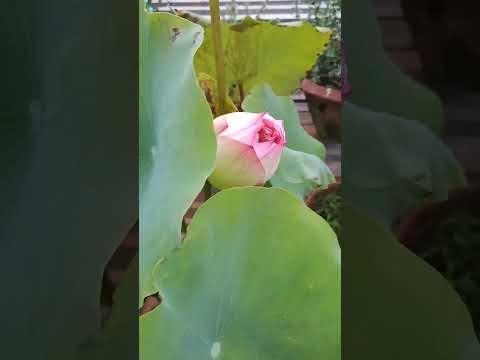 🔥💯Lotus blooms beautifully from the #deepest#mud