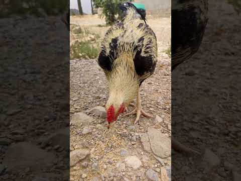 Morning Vibes with a Hungry Rooster 🐓 #viral #shorts #chicken #viral #pets #aseel #farm