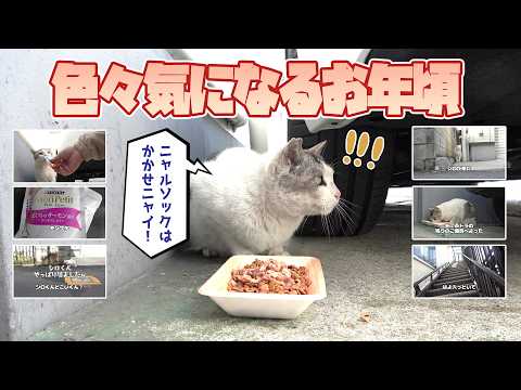 【野良猫】ニャルソックはかかせない！【保護】#のら猫 #野良猫 #地域猫 #さくら猫 #シロ #シロハイ
