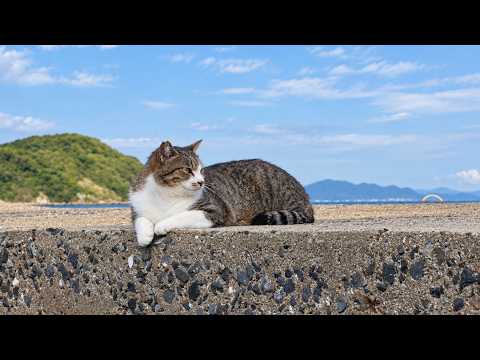 【今日の猫散歩】昼から晴れたんで相島に行ってきました
