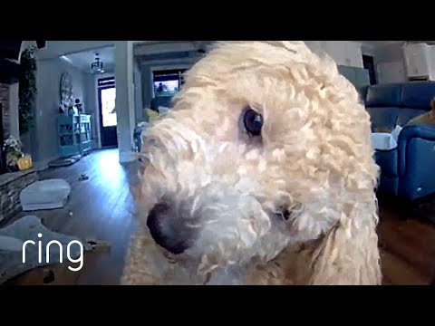 Adorable Dog Talks to Owner Through Ring | RingTV