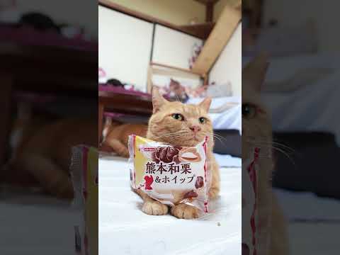 熊本和栗とホイップをのせた猫動画｜癒しのかわいいネコの姿をお楽しみください サムネイル