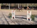 Show jumping horse Sympathieke springgefokte sportmerrie
