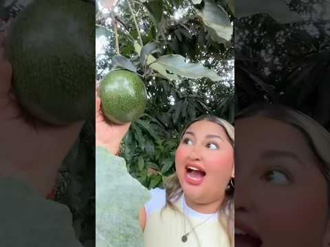 YA HAY AGUACATES! 🥑