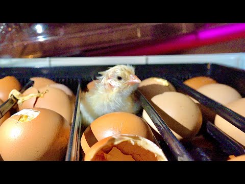 猫の動画サムネイル - スーパーで買った卵が新たに誕生しました！
