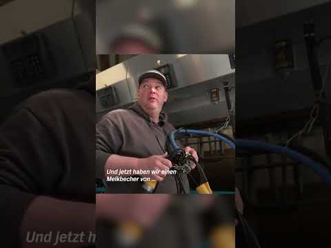 #shorts Irgendwo muss man ja anfangen.🤷 #landwirtschaft #farming #kühe #milchvieh #schleswigholstein