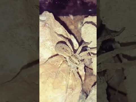 My Wolfspider is amazing 🔥🔥 #spider #tarantula #wildlife #nature #insects #cricketlove #insect