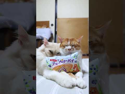 猫の動画サムネイル - プルーベリーパイ　250725　#のせ猫　 #cat #ねこ #ネコ　 #cute　 #猫のいる暮らし　 #猫のいる生活　 #kitten　 #cutecat