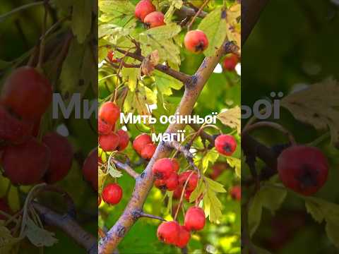Осінь…#Autumn #NatureShorts