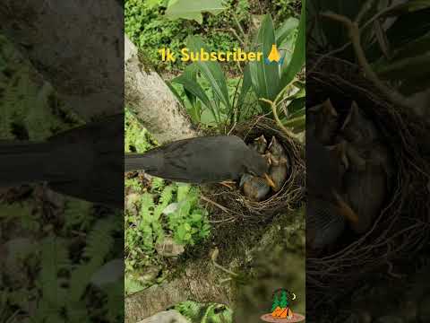 Close-Up of a Bird Feeding Her Baby. #bls odisha wildlife..|||