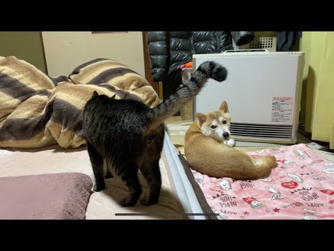 一触即発！？な柴犬と猫