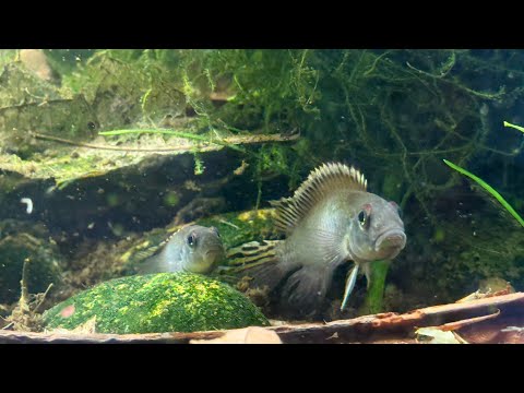 Let's buy $100 of fish online.. but where? Ranking Following fishtorys example I'm going to do a $100 challenge and see what fish we can get for said a