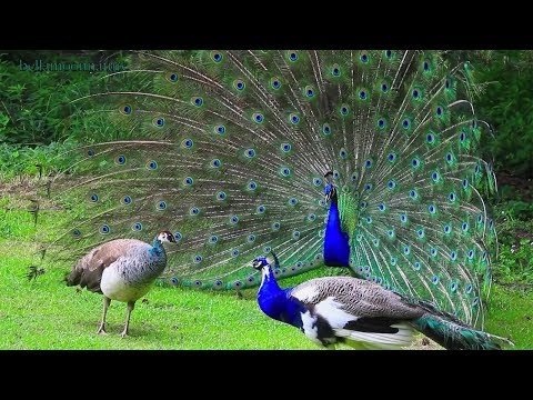 wonderful peacock dance | peacock invite to mate by a dance