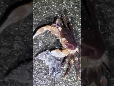 いえまでもちかえり(文字つき)