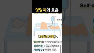 엉덩이의 호흡
