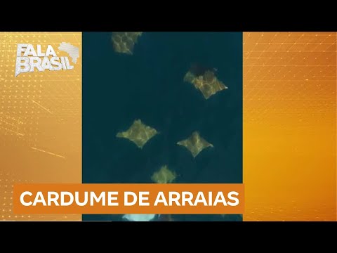 Cardume de arraias é flagrado no litoral paulista; veja vídeo